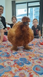 Slepičky ve školce